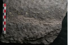 Foto (Detailansicht) von Stigmaria sp.  (NHMW-GEO-2024-0188-11250)